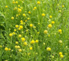 Helenium aromaticum - Pineapple Flowers Seeds