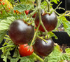 Purple Boy Micro Tomato Seeds