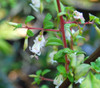 Fuchsia microphylla hidalgensis - White Flowered Fuchsia Seeds