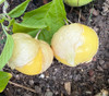 Physalis ixocarpa - Amaryla Tomatillo Seeds