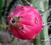 Harrisia pomanensis - Midnight Lady Cactus Seeds