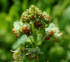 Reseda odorata - Mignonette Seeds