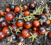 Blue Boar Berries Tomato Seeds