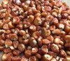 Bronze Orange Corn Seeds