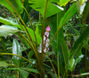 Musa campestris var sarawakensis - Kuching Swamp Banana Seeds