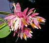 Cavendishia quereme - Female Love Rose Seeds