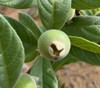 Campomanesia sessiliflora - Green Guabiroba Seeds