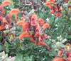 Salvia africana-lutea - Beach Salvia Seeds