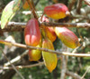 Nyssa ogeche - River Lime Seeds