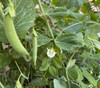 Sugar Bon Pea Seeds