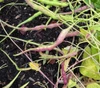 Red Rat's Tail Radish Seeds