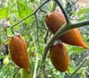 Emalia Tomato Seeds