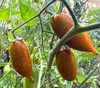 Emalia Tomato Seeds
