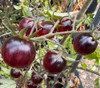 Cosmic Purple Rain Tomato Seeds