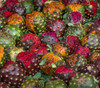 Stenocereus stellatus - Organ Pipe Cactus Mix Seeds
