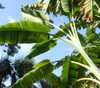 Musa itinerans var. xishuangbannaensis - Giant Yunnan Banan Seeds