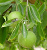 Casimiroa edulis - White Sapote Seeds