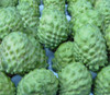 Annona cherimola x squamosa - African Pride Atemoya Seeds