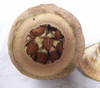 Lecythis zabucajo - Paradise Nut Seeds