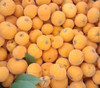 Eugenia sp. Uvaia Colombiana - Colombian Uvaia Seeds