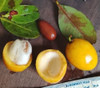Garcinia sp. - Maruim Garcinia Seeds