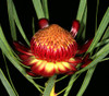 Protea acuminata - Black Rim Sugarbush - Seeds Seeds