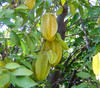 Averrhoa carambola - Star Fruit Seeds