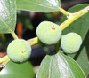 Ziziphus rivularis - River Jujube Seeds