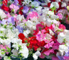 Lathyrus odoratus - Heirloom Sweet Pea Mix Seeds