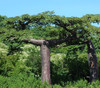 Adansonia suarezensis - Suarez Baobab Seeds