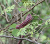 Senegalia rugata - Soap Pod Tree Seeds