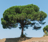 Pinus pinea - Mediterranean Stone Pine Seeds