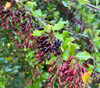 Berberis insignis - Himalayan Barberry Seeds