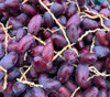 Phoenix dactylifera - Red Bahri Date Seeds