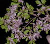 Terminalia amazonia - White Olive Seeds