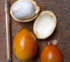 Garcinia pulvinata - Garcinia Seeds