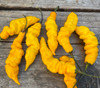 Murupi Yellow Pepper Seeds