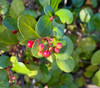 Ribes viburnifolium - Catalina Currant Seeds