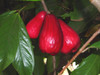 Syzygium malaccense - Malay Apple Seeds