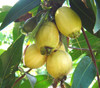 Syzygium jambos - Rose Apple Seeds
