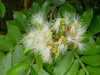 Inga edulis - Ice Cream Bean Seeds