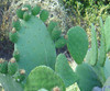 Opuntia ficus-indica - Prickly Pear Seeds