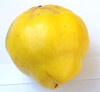 Cydonia oblonga - Quince Seeds