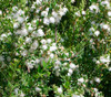 Myrtus communis - Myrtle Seeds