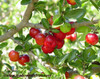 Malpighia punicifolia - Acerola Seeds