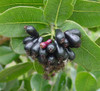 Syzygium cordatum - Water Berry Seeds