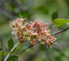 Lawsonia inermis - Henna Seeds