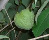 Annona cherimola - Cherimoya Seeds