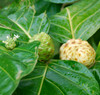 Morinda citrifolia - Noni Seeds