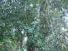 Quillaja saponaria - Soapbark Tree Seeds
